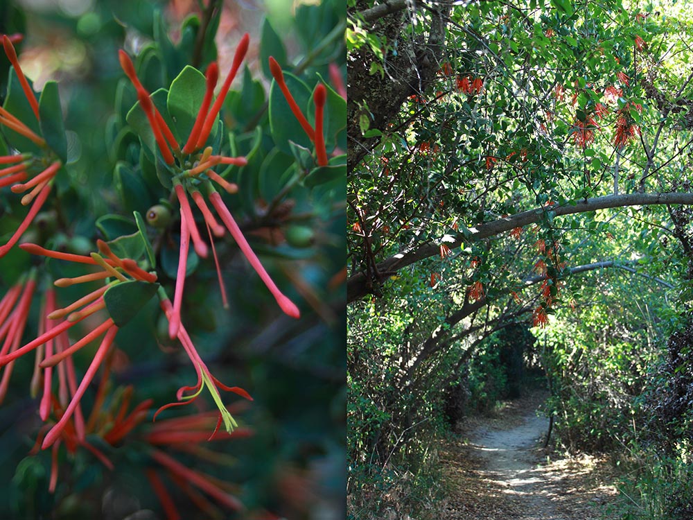 Bosque nativo