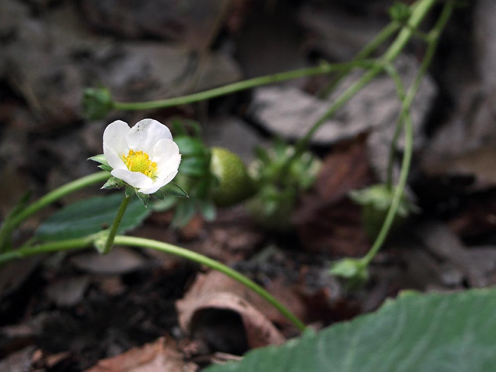 Flora nativa